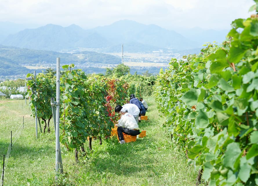 ブドウ畑の作業風景