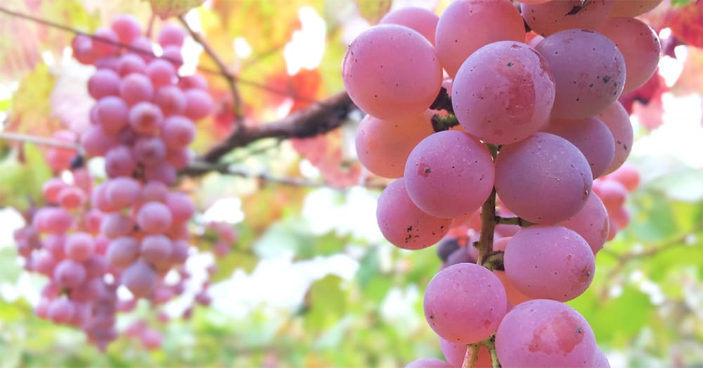 Cool Vines Club 写真