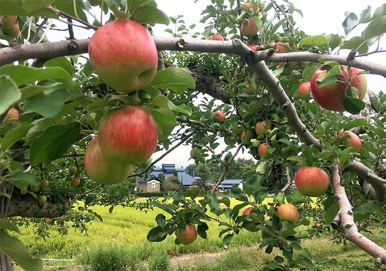 リンゴ畑