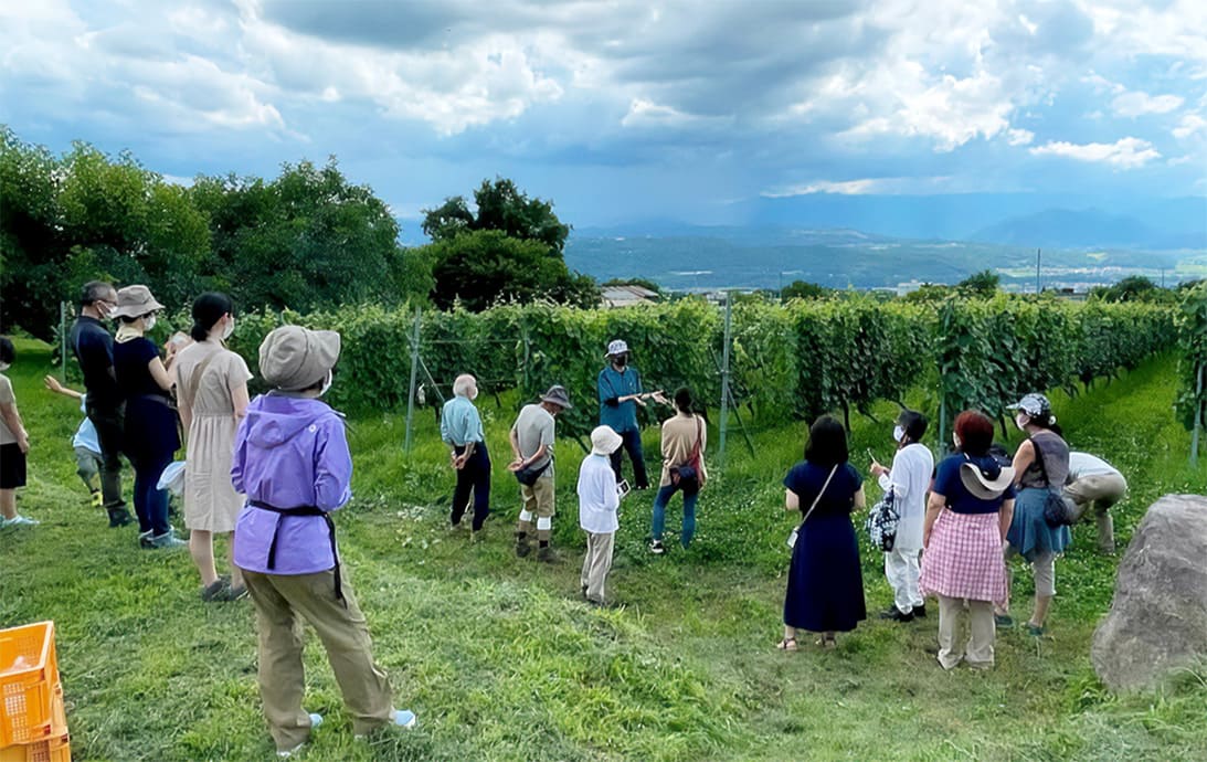 ヴィンヤード見学