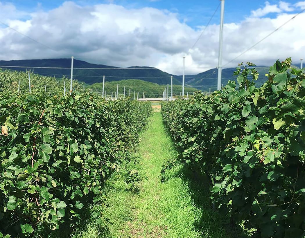 晴れた日のブドウ畑