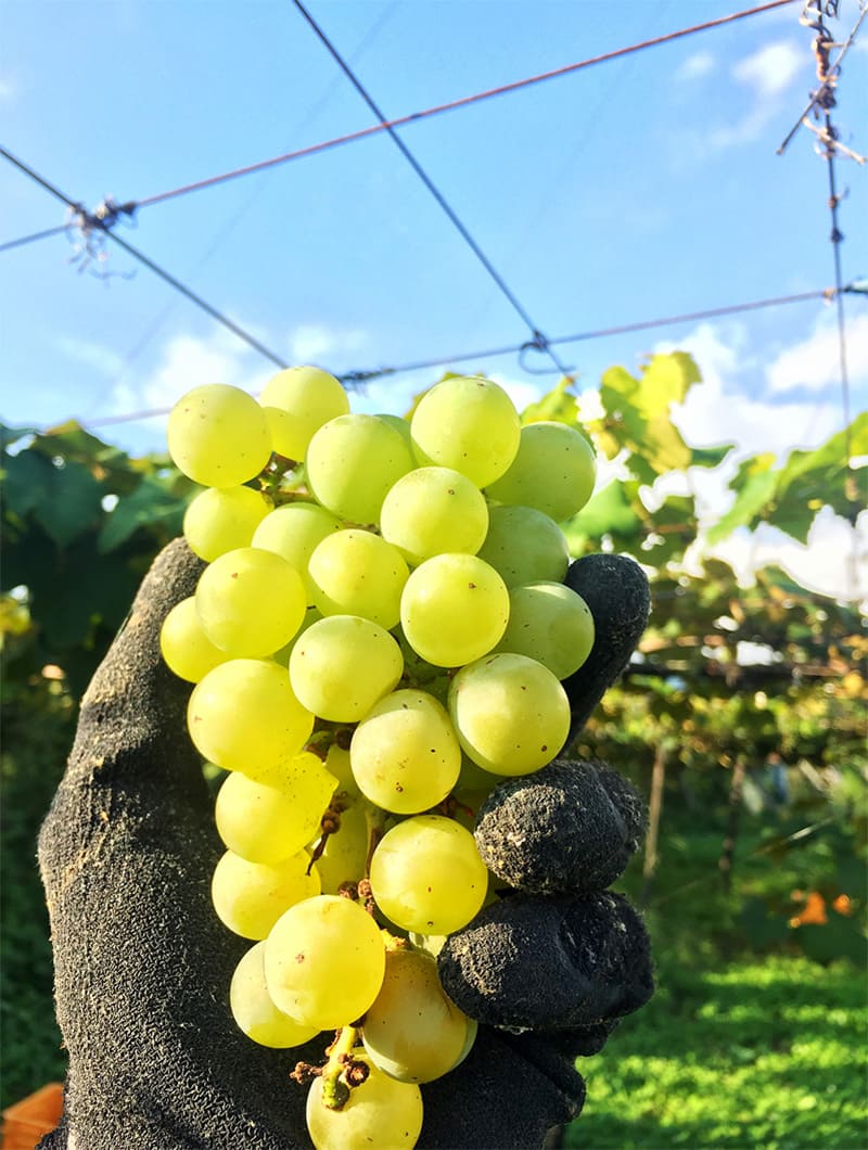 手に持ったシャルドネ