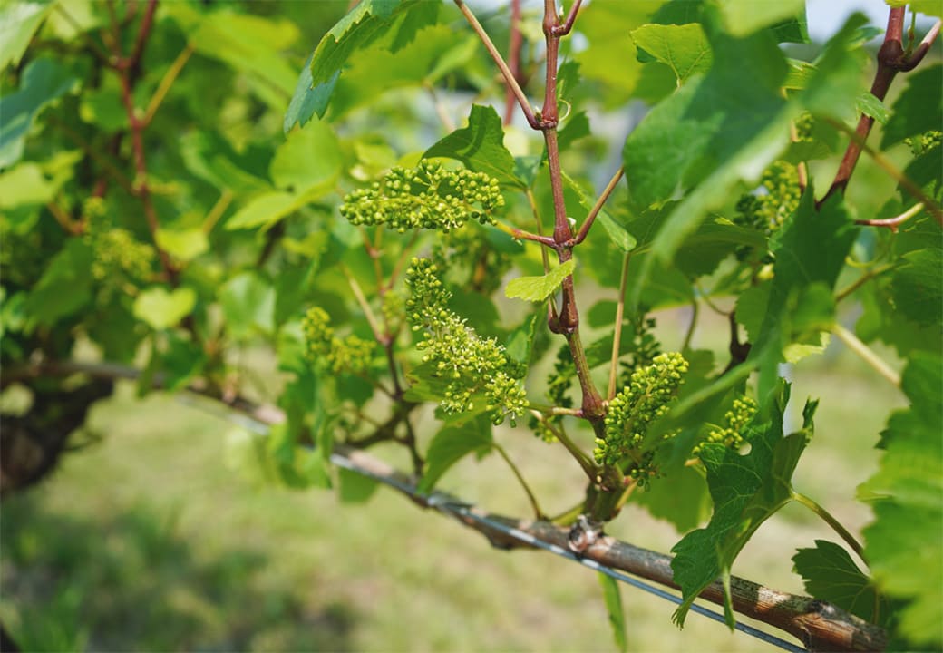 ブドウの花